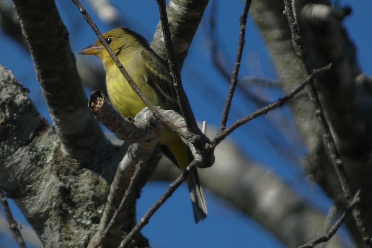 Western Tanager - ML630037980
