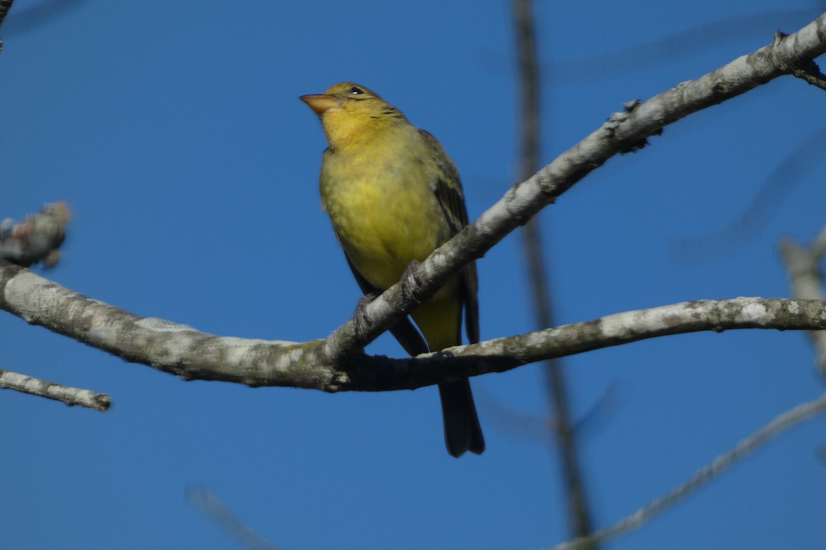 Western Tanager - ML630038017