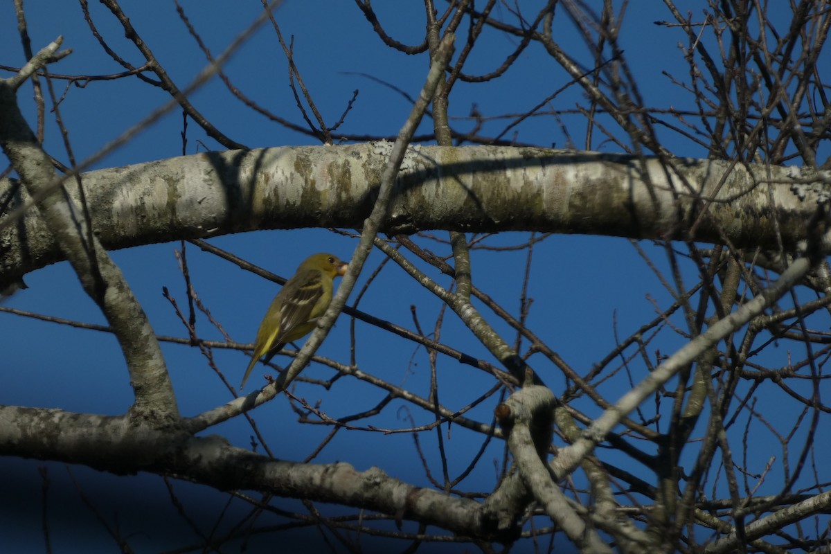 Western Tanager - ML630038114