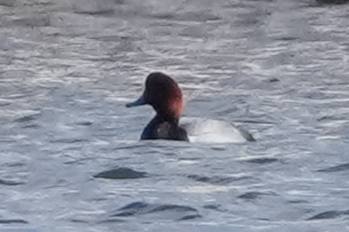 Redhead - ML630038162