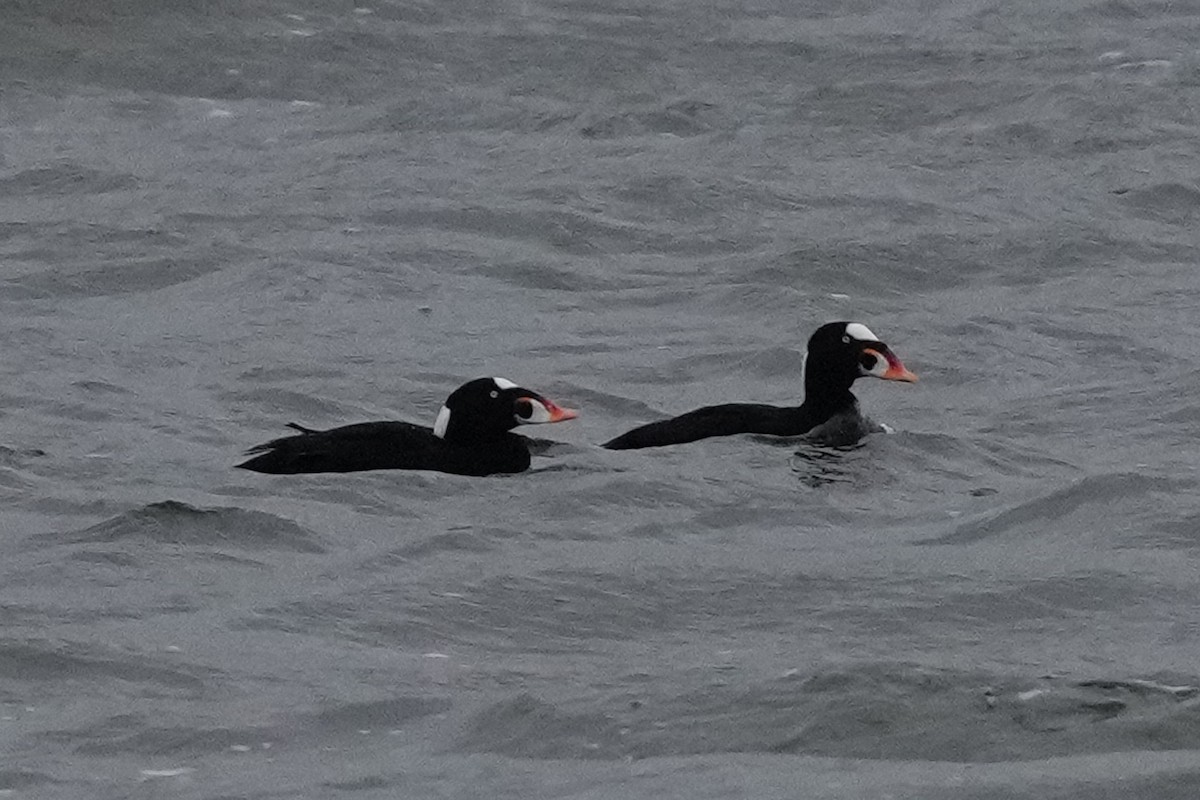Surf Scoter - ML630038223
