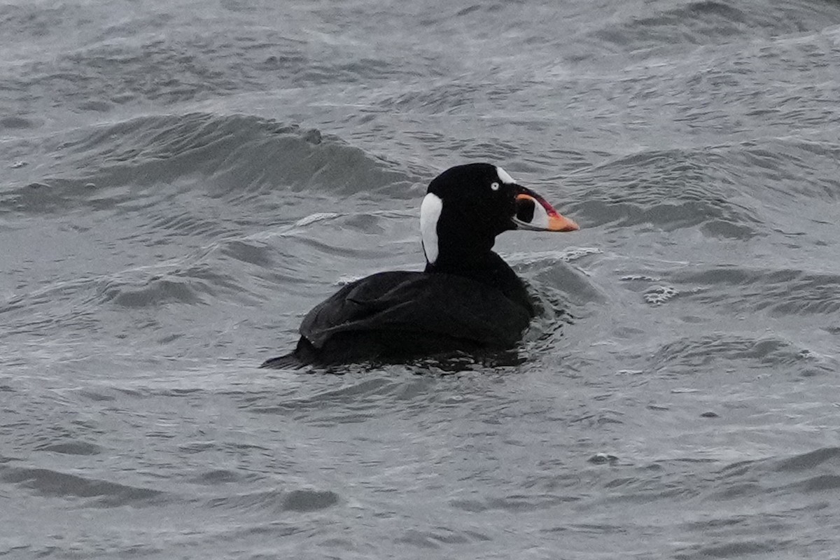 Surf Scoter - ML630038224