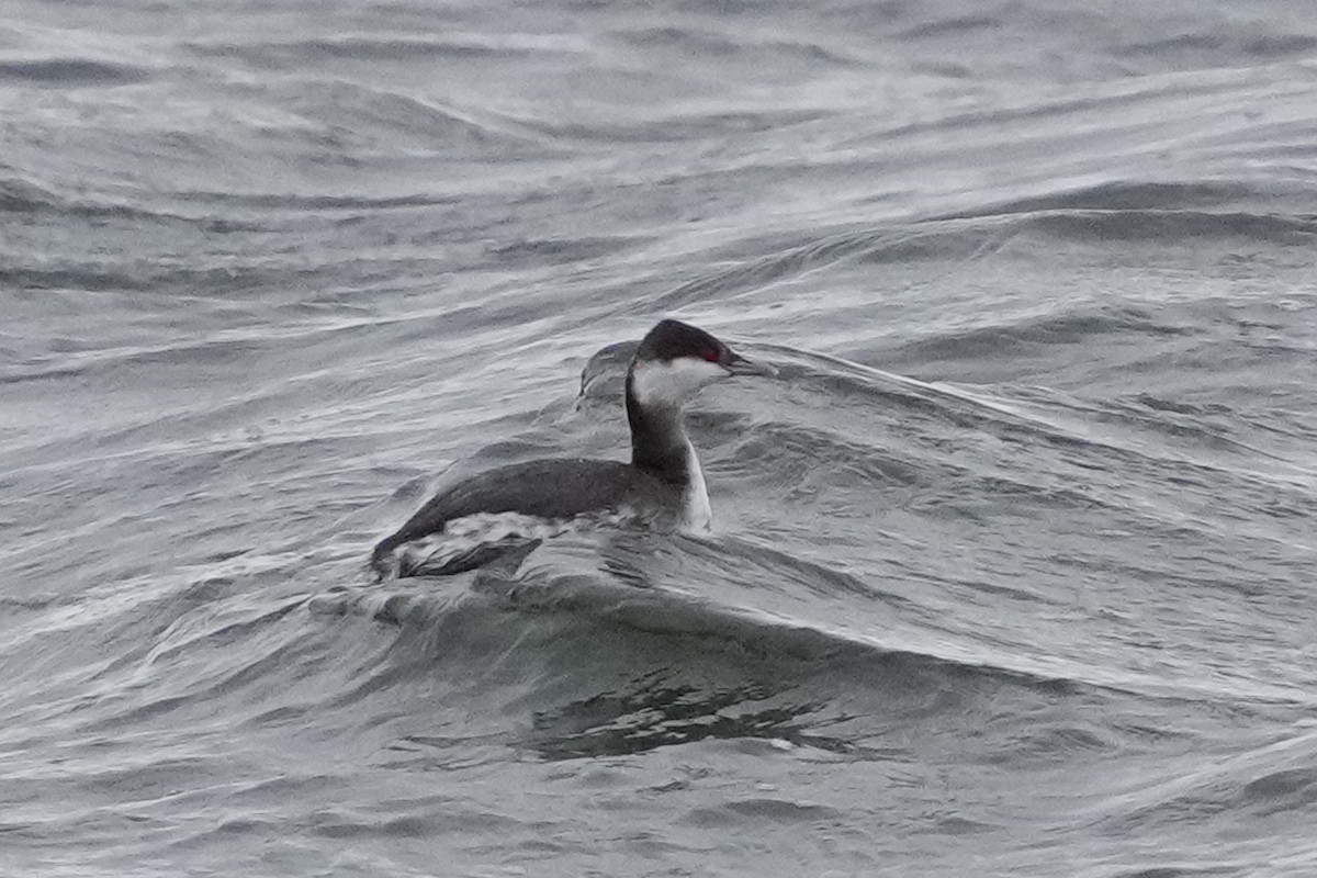 Horned Grebe - ML630038233