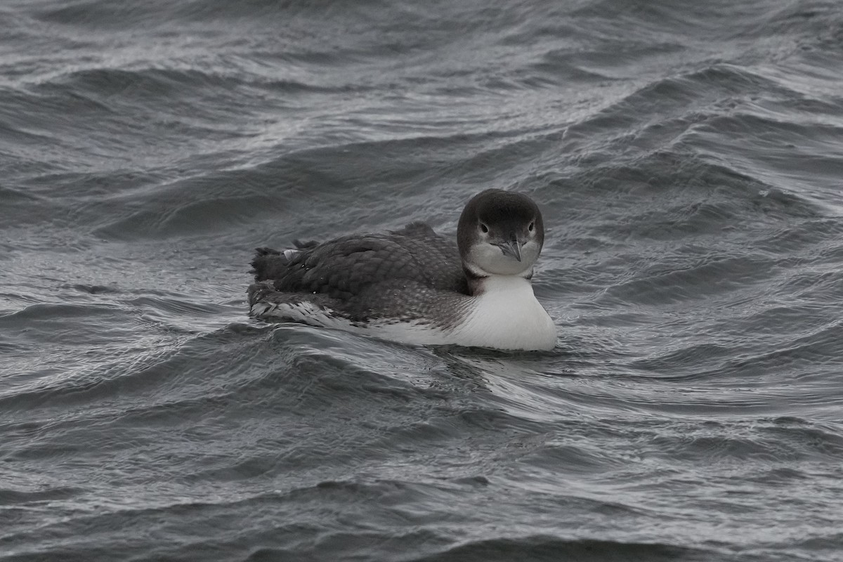 Common Loon - ML630038249
