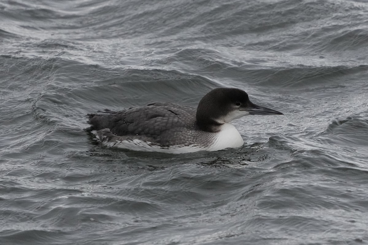 Common Loon - ML630038250
