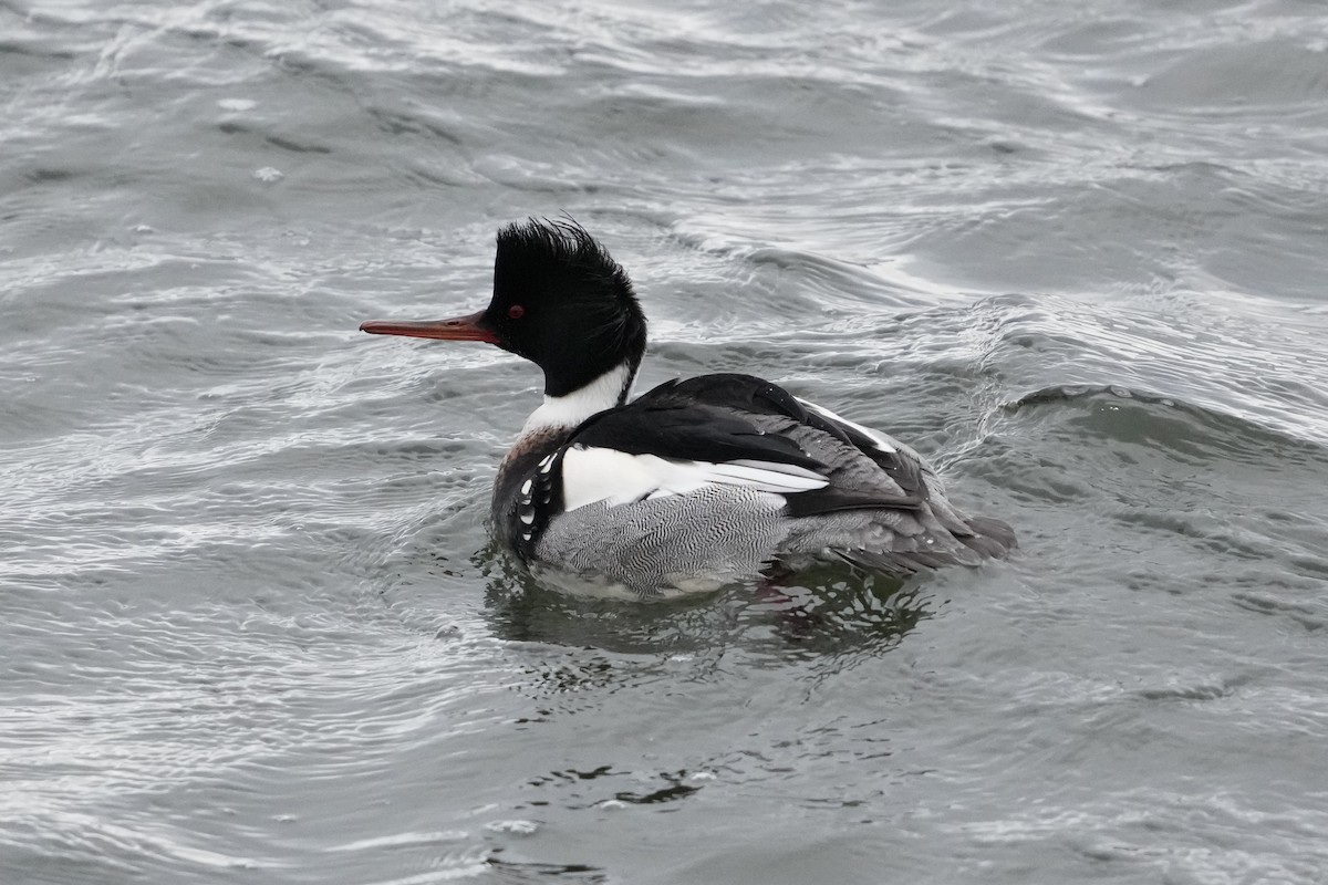 Red-breasted Merganser - ML630038281