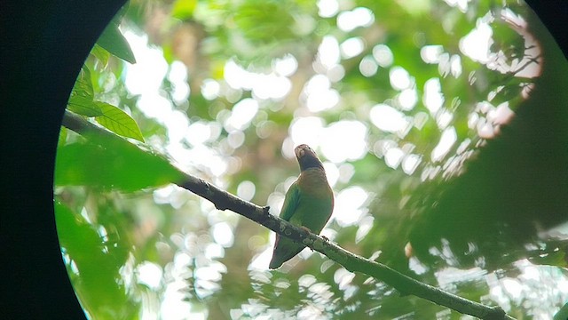 Brown-hooded Parrot - ML630038291