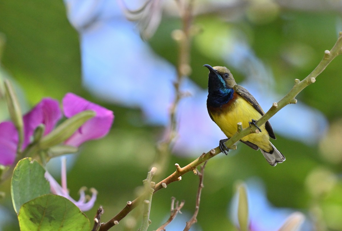 Ornate Sunbird - ML630038317