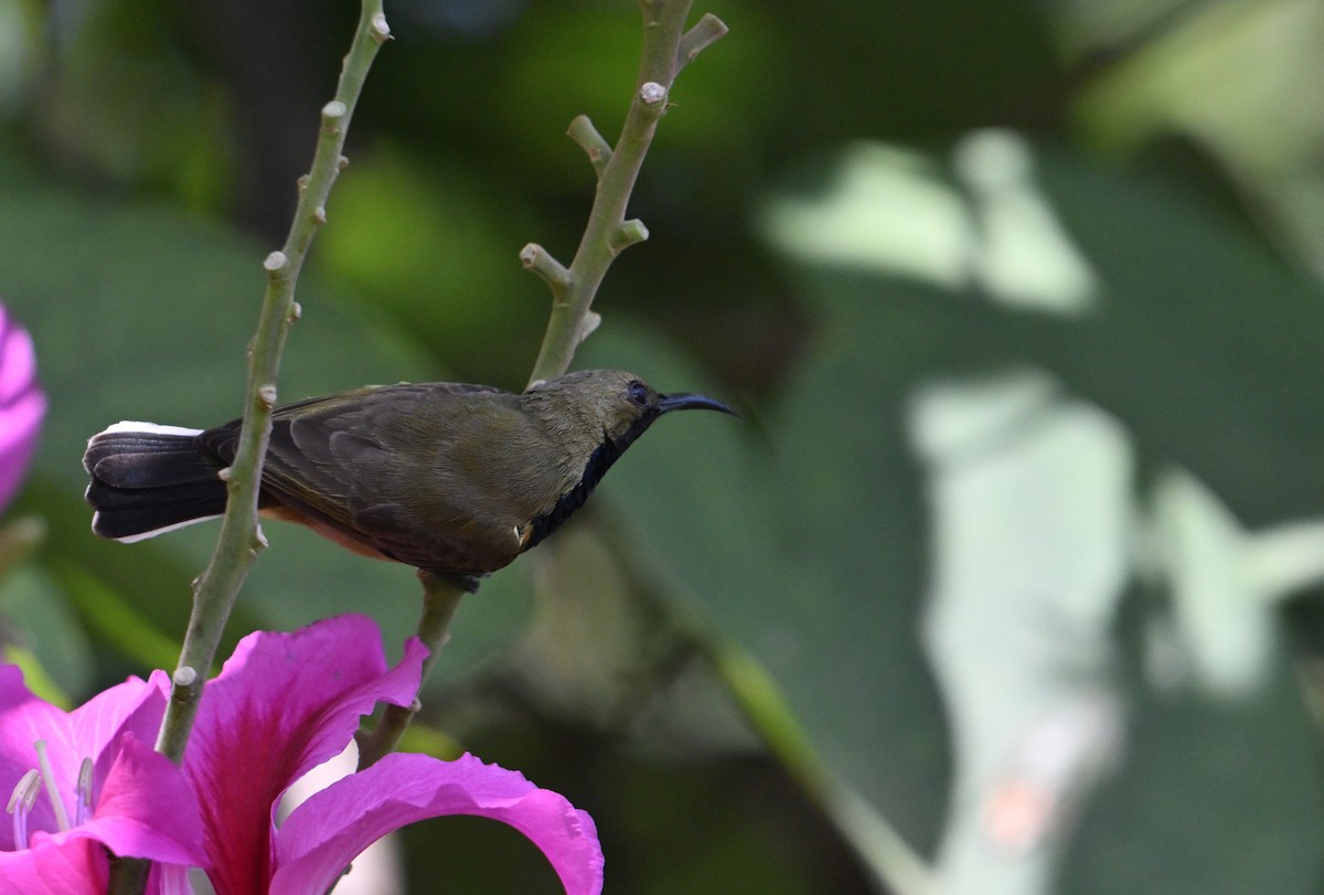 Ornate Sunbird - ML630038318