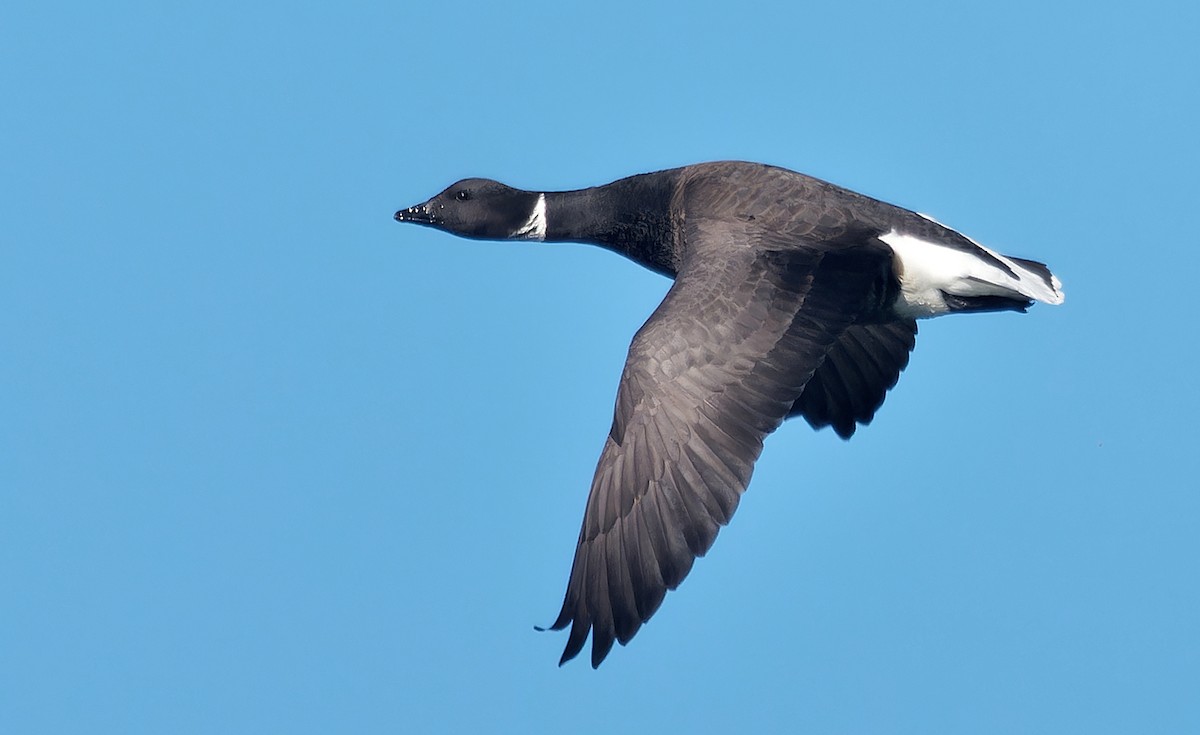 Brant (Black) - ML630038512