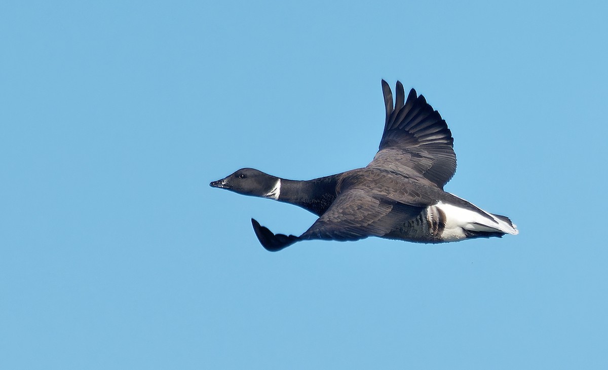 Brant (Black) - ML630038513
