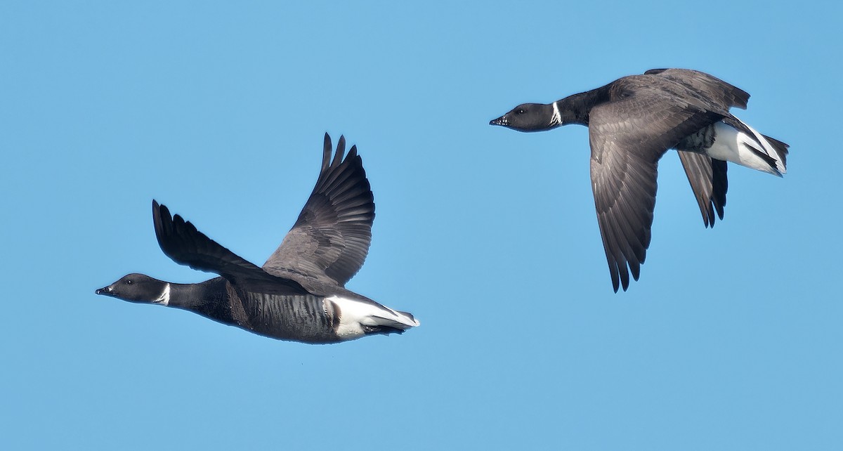 Brant (Black) - ML630038514
