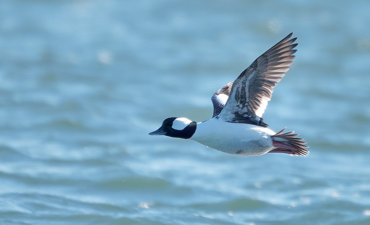 Bufflehead - ML630038522