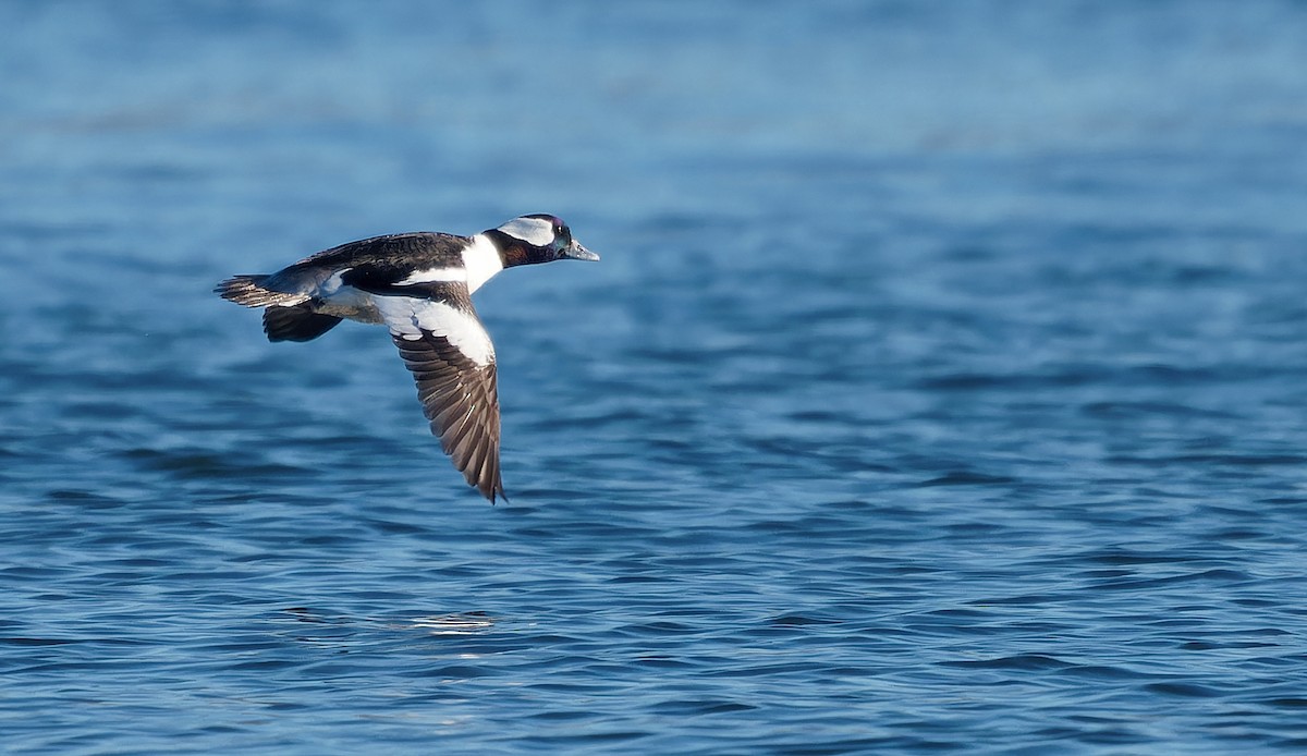 Bufflehead - ML630038523