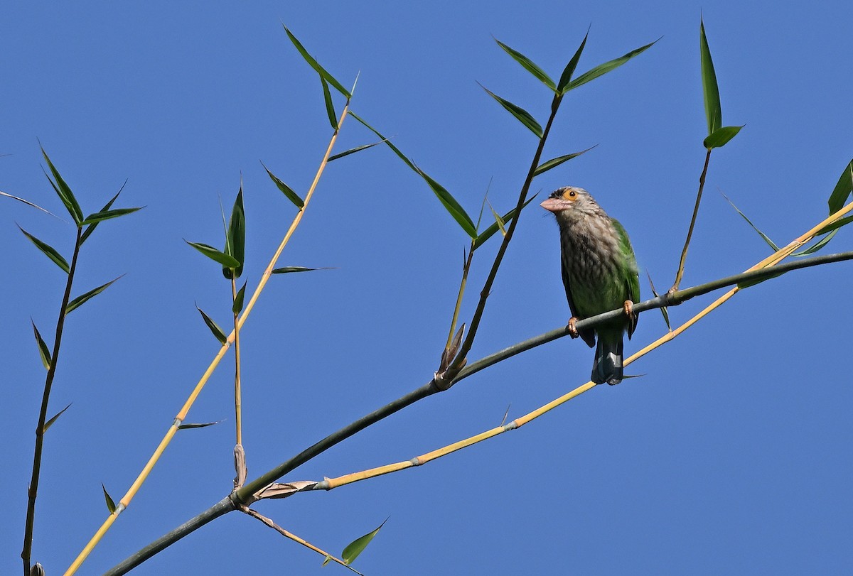 Lineated Barbet - ML630038550