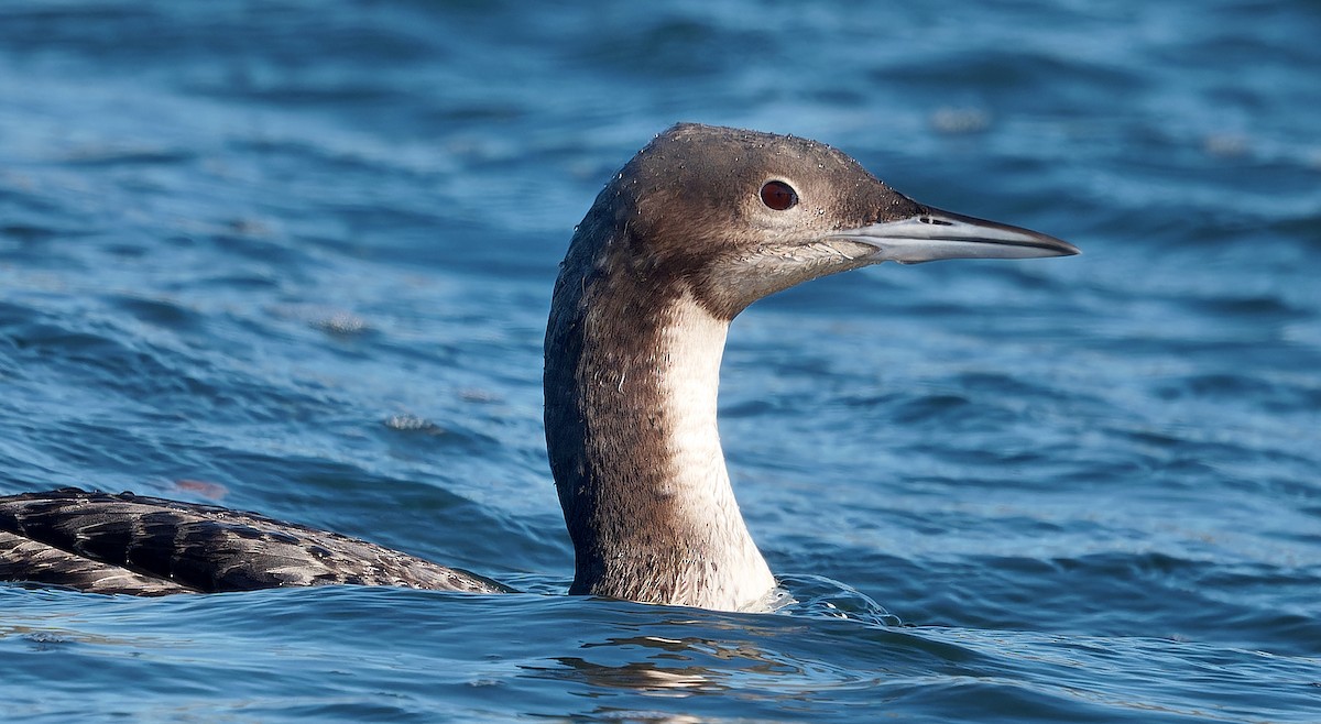 Pacific Loon - ML630038557