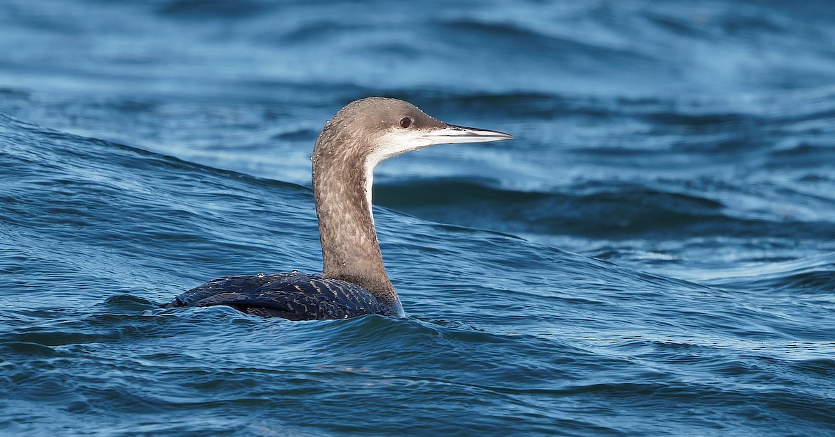 Pacific Loon - ML630038558