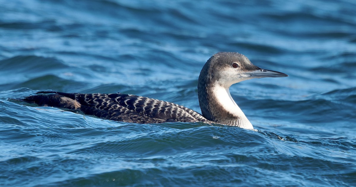 Pacific Loon - ML630038559