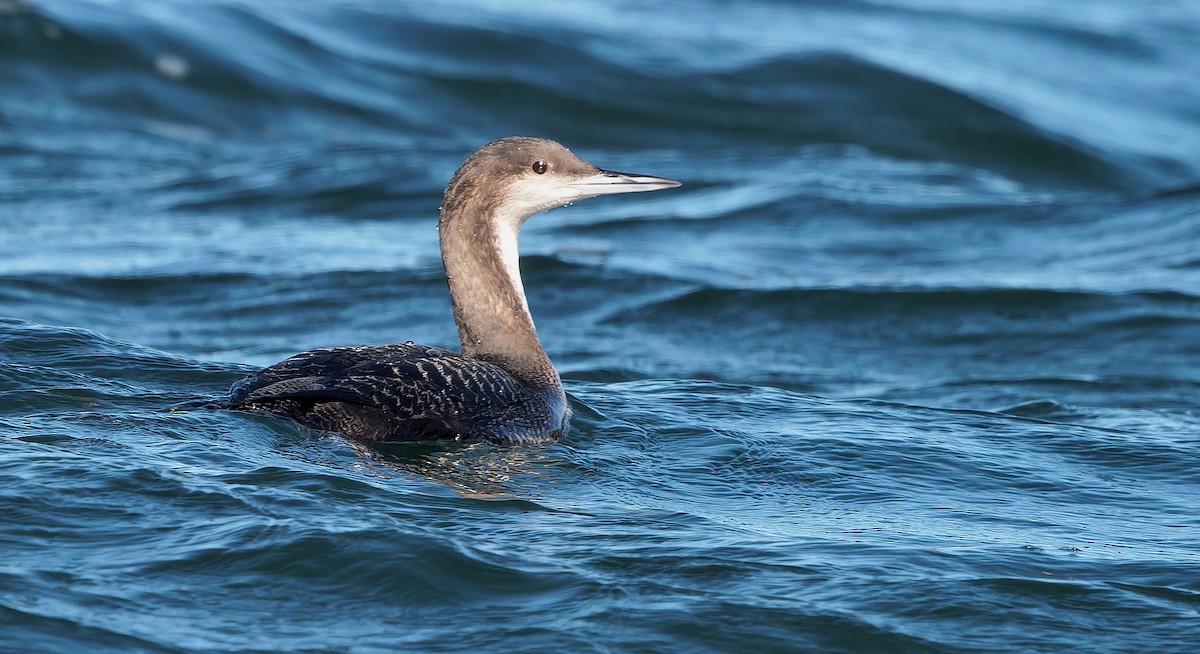 Pacific Loon - ML630038560