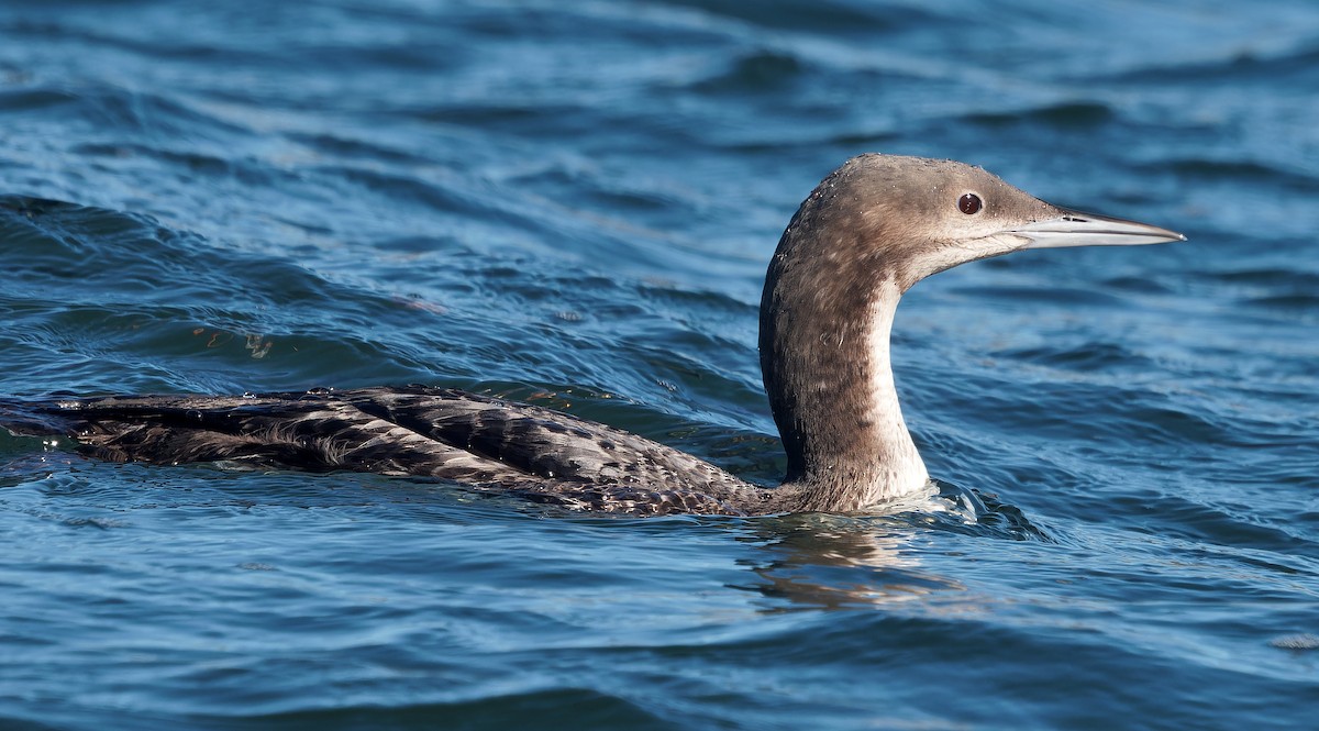 Pacific Loon - ML630038561