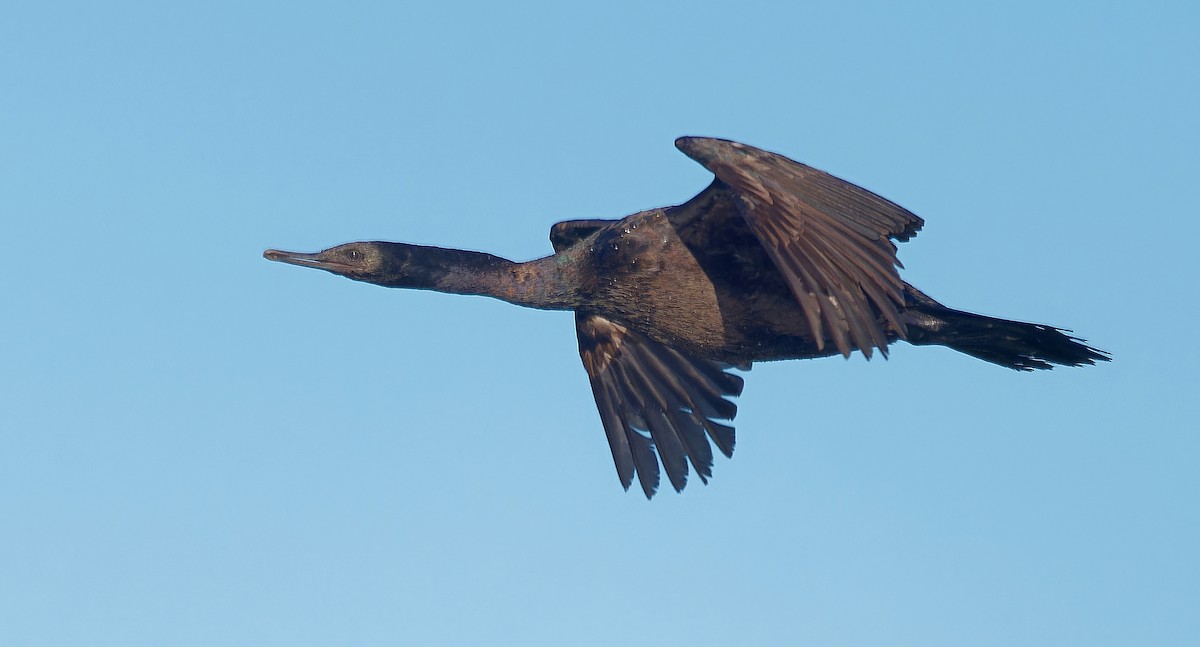 Pelagic Cormorant - ML630038571