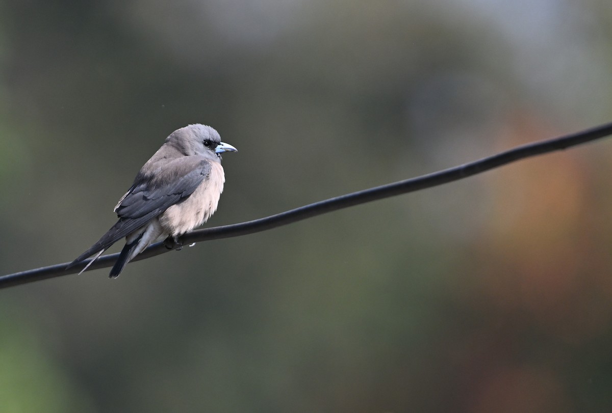 Ashy Woodswallow - ML630038572