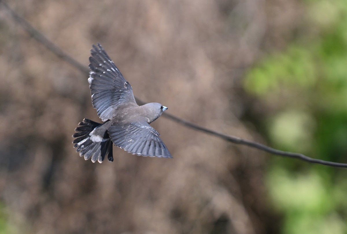 Ashy Woodswallow - ML630038573