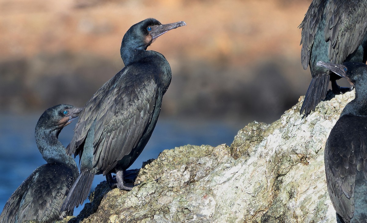 Brandt's Cormorant - ML630038577