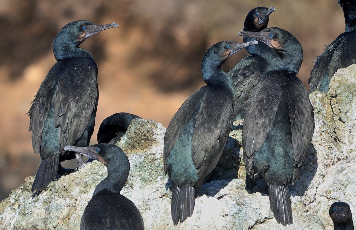 Brandt's Cormorant - ML630038578