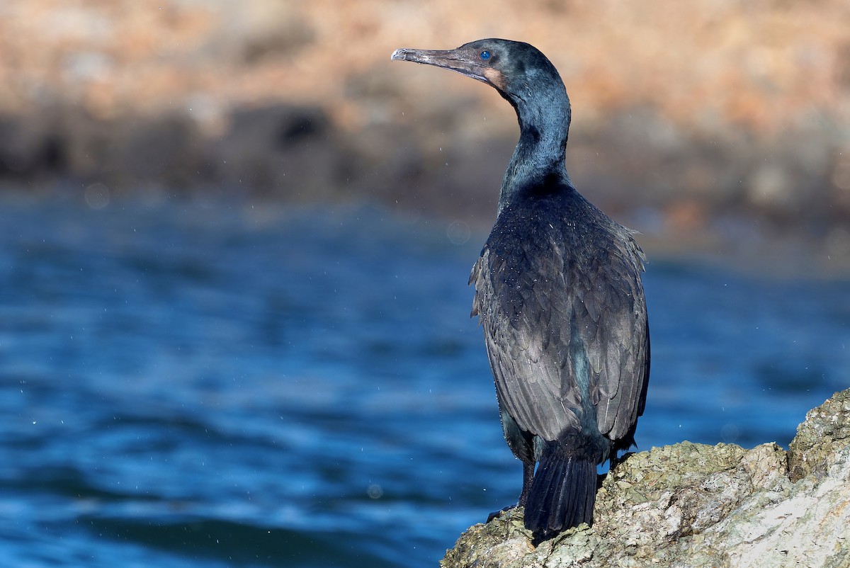 Brandt's Cormorant - ML630038579