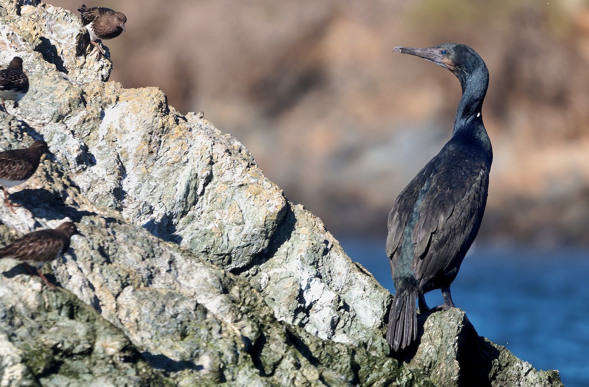Brandt's Cormorant - ML630038580