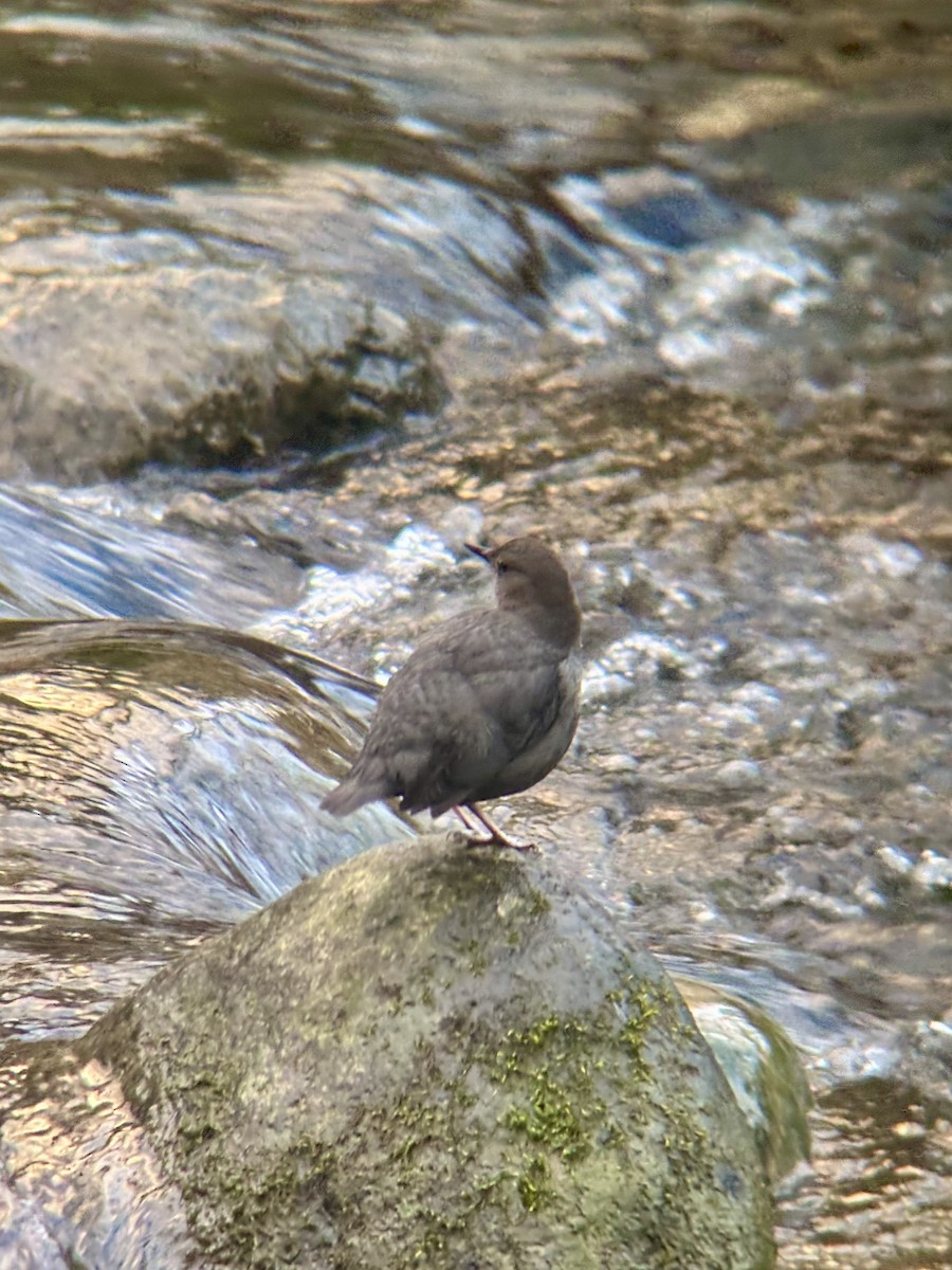American Dipper - ML630038734