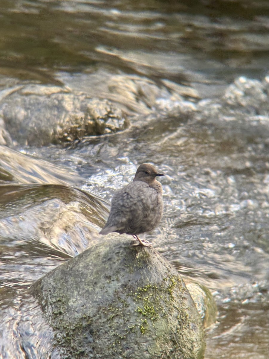 American Dipper - ML630038735