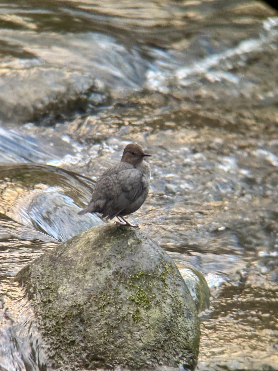 American Dipper - ML630038736
