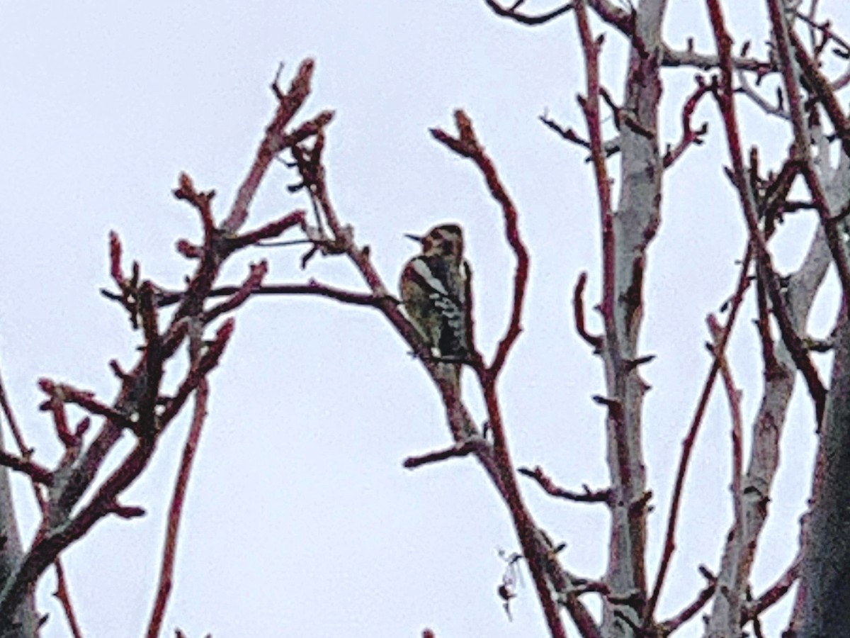 Sphyrapicus sp. - ML630038839