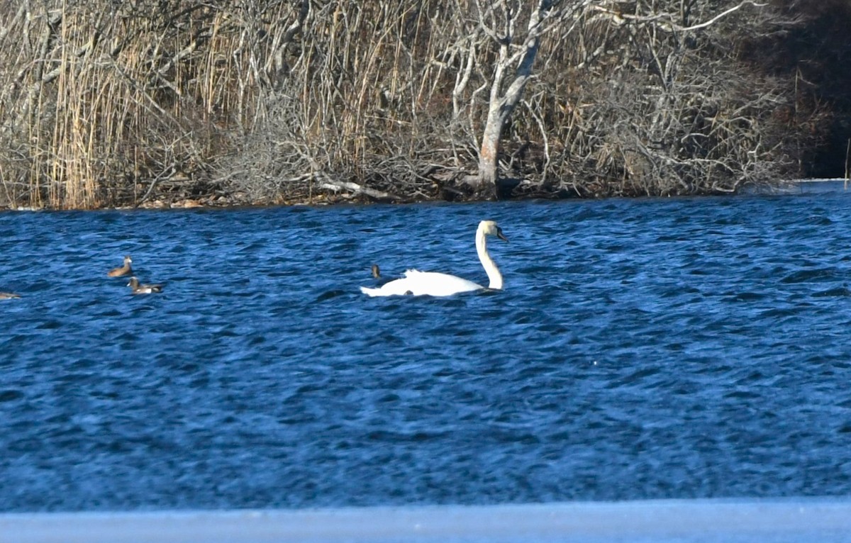 Хуруут хун - ML630039169