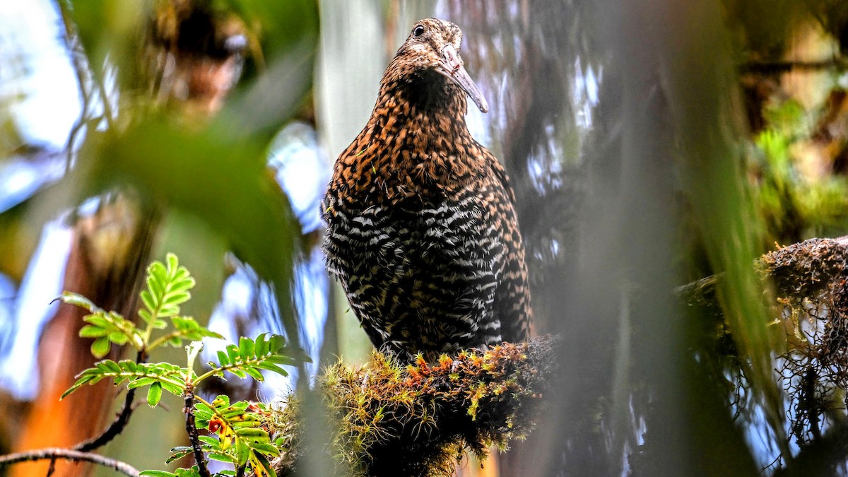 Imperial Snipe - ML630039411