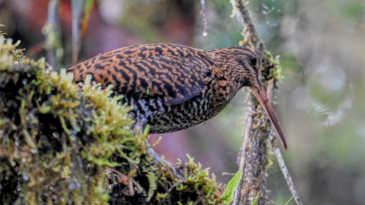 Imperial Snipe - ML630039450