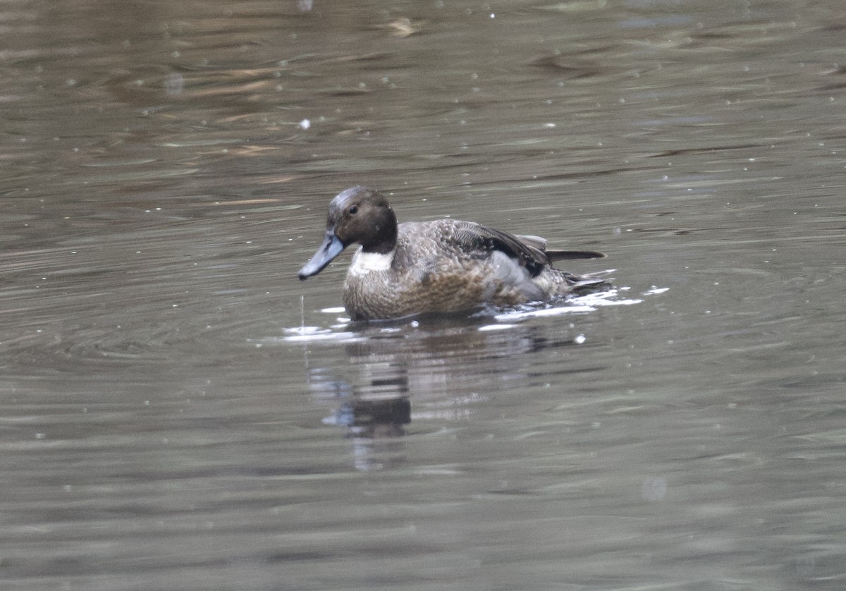 Northern Pintail - ML630039467