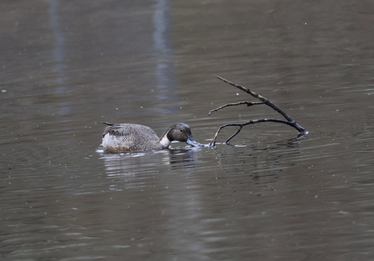 Northern Pintail - ML630039468