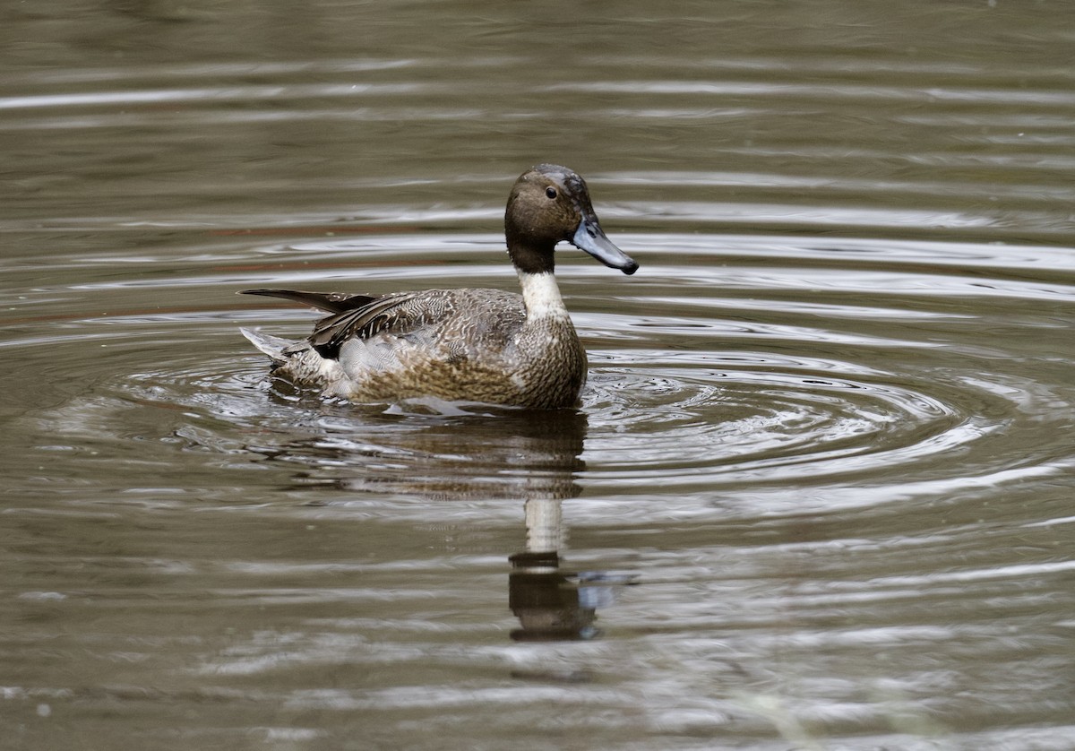 Northern Pintail - ML630039469