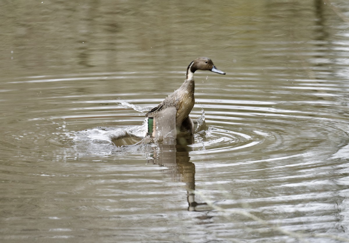 Northern Pintail - ML630039473