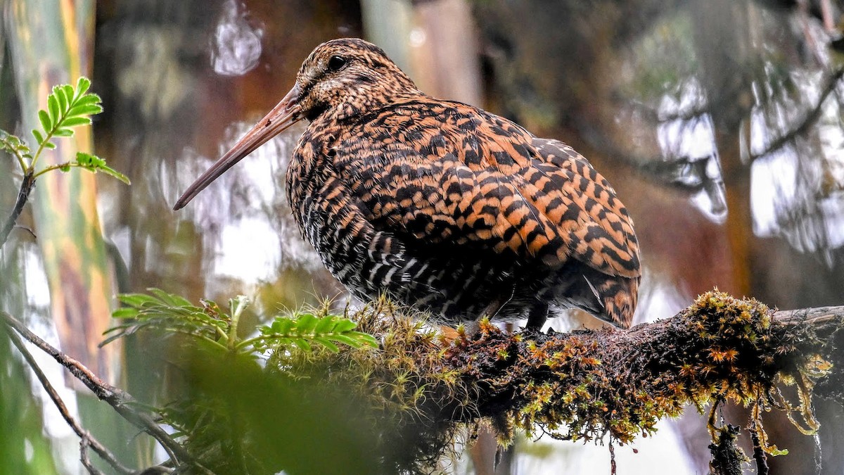 Imperial Snipe - ML630039482