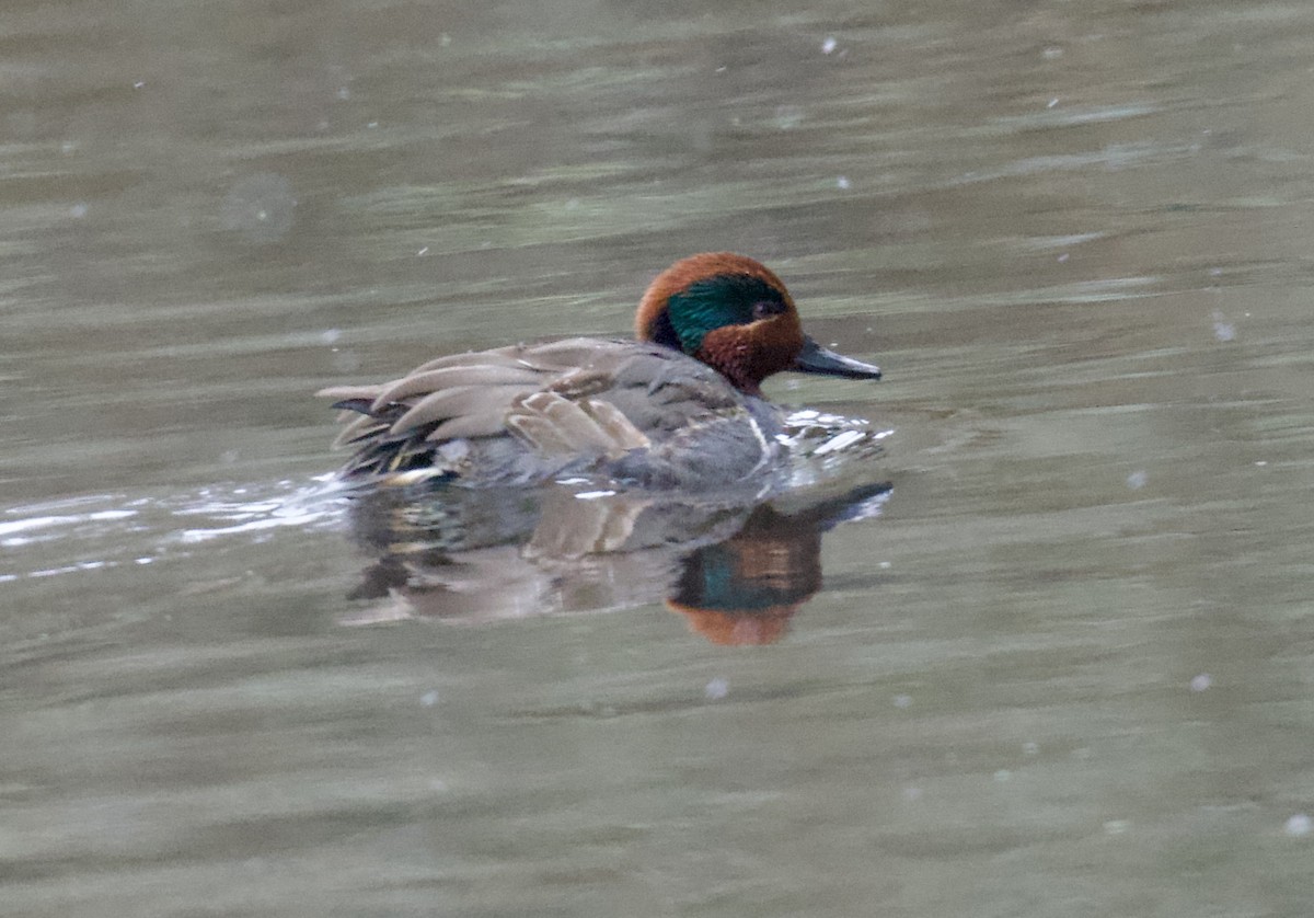 Green-winged Teal (American) - ML630039498