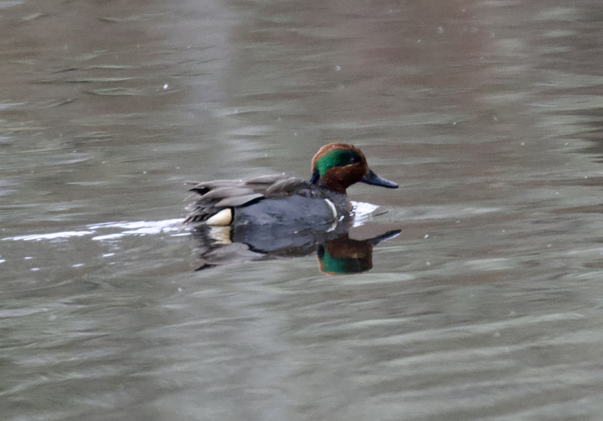 Green-winged Teal (American) - ML630039500