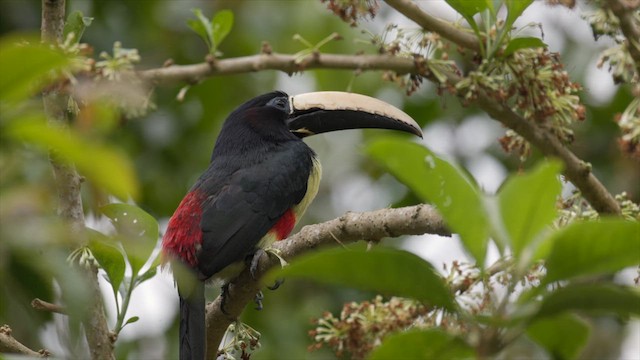 Black-necked Aracari - ML630039538