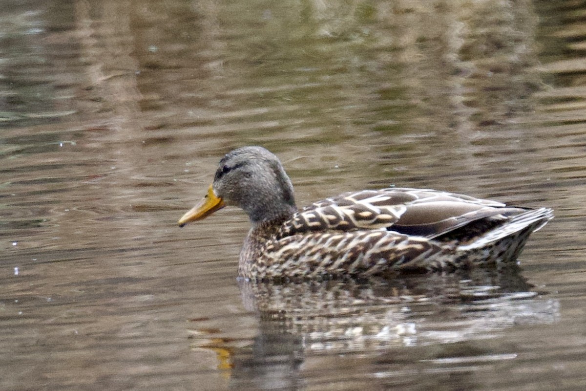Gadwall - ML630039571