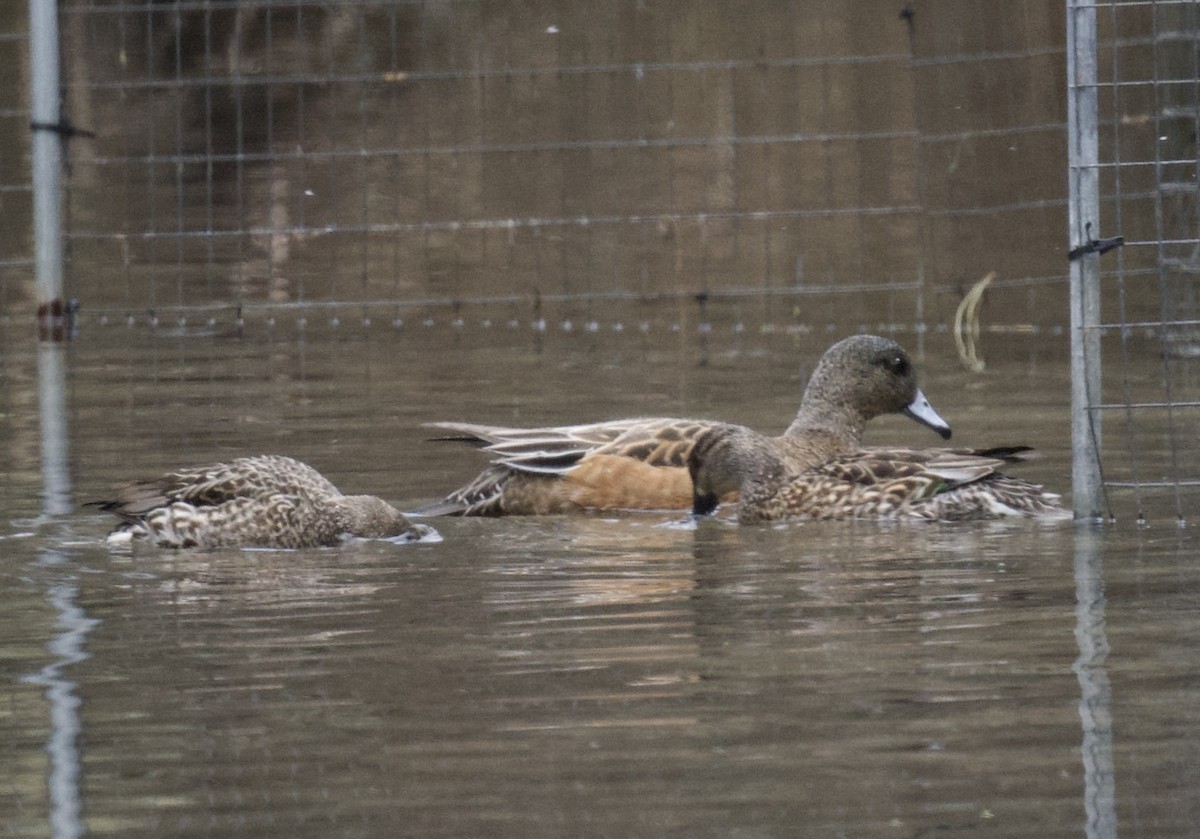 American Wigeon - ML630039574