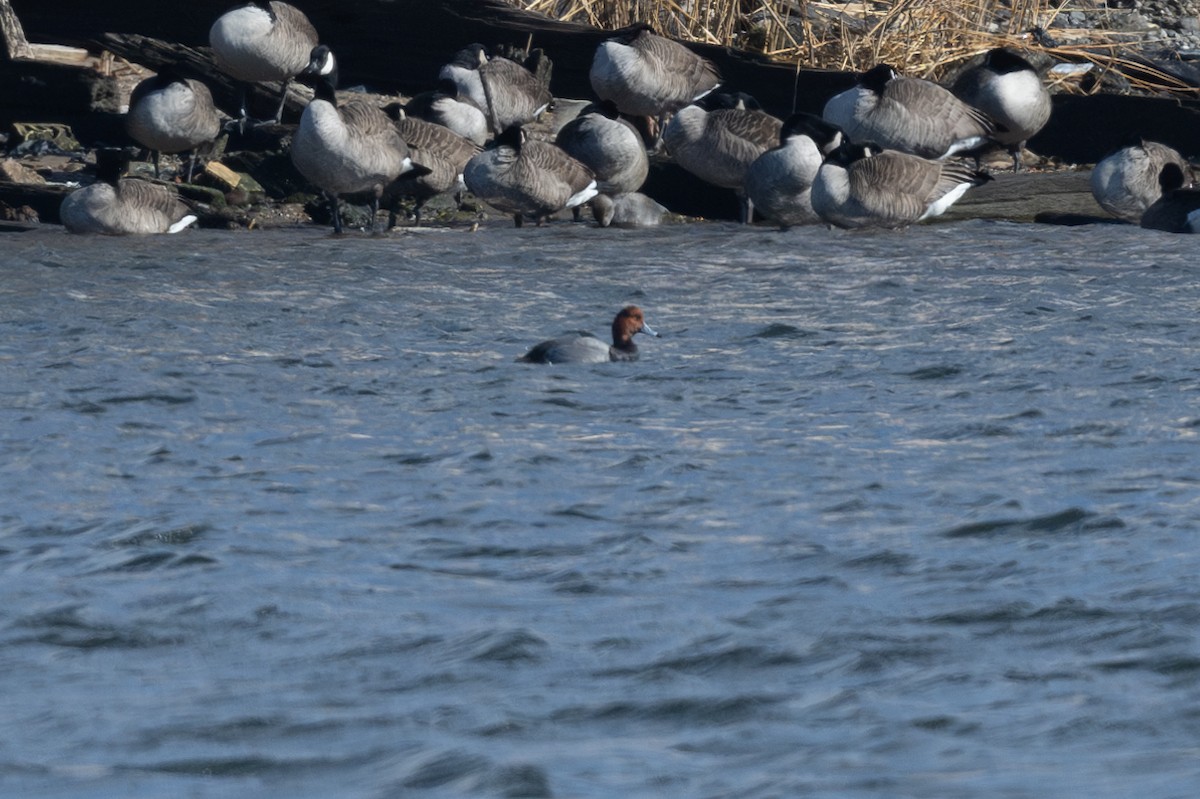Redhead - ML630039591