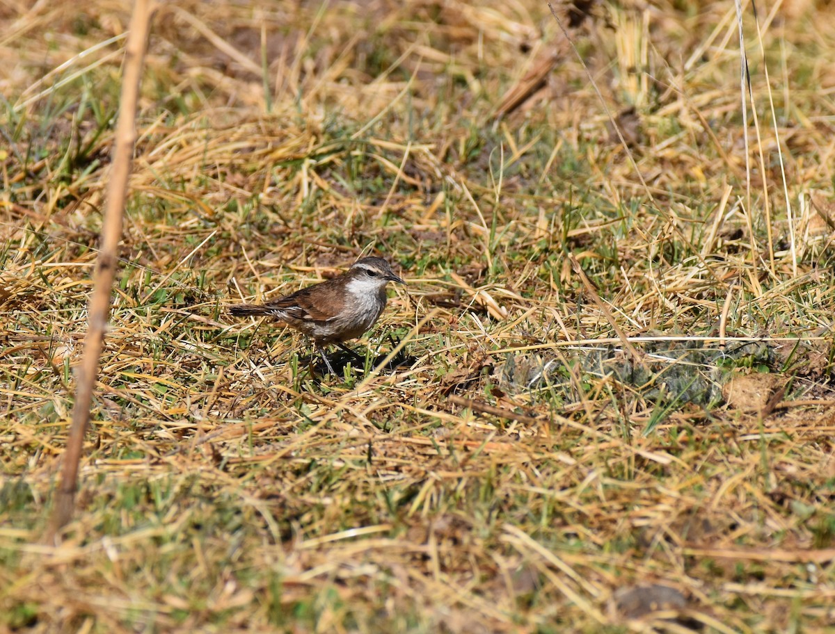White-winged Cinclodes - ML630039650
